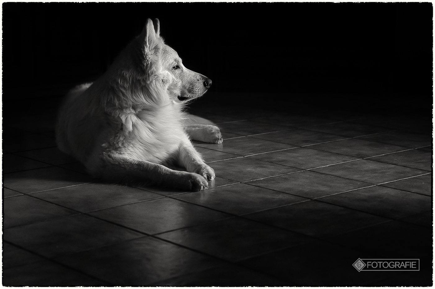 White shepherd 02